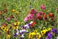 Pansy field Royalty Free Stock Photo