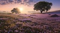 Pansy Field In Provence Morning Royalty Free Stock Photo