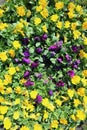 Pansy field yellow and violet flowers Royalty Free Stock Photo