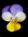 Pansy flower