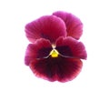 Pansy flower Royalty Free Stock Photo