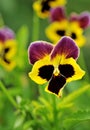 Pansy flower