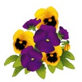 Pansies, Purple and Gold Spring Flowers