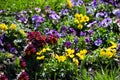 Pansy flower background. Multicolored spring flowers in the garden. Royalty Free Stock Photo