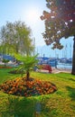 The pansy flower bed in lakeside park, Lake Maggiore, Locarno, Switzerland Royalty Free Stock Photo
