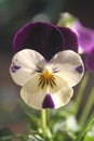 Pansy flower close up Royalty Free Stock Photo