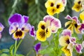 Pansy flower closeup background. nature macro photography. beautiful pansies. summer garden