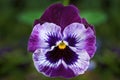 Pansy flower in closeup macro view with detailed purple and white flower face