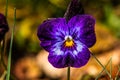 Pansy flower covered with pollen dust.