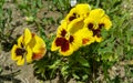 Pansy flower - Eutopia Gardens Rosary Royalty Free Stock Photo