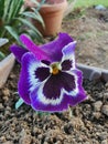 Pansy flower with face