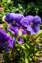 Pansy flower in the garden in purple and yellow color