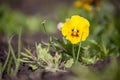 Pansy flower