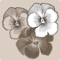 Pansy flower, hand-drawing. Vector illustration.