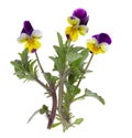 Pansy flower isolated