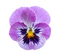 Pansy flower