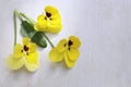 Pansy flower isolated on white background.Flowers pansies bright yellow colors with a dark mid-closeup .Edible flowers. Concept na