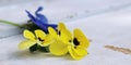 Pansy flower isolated on white background.Flowers pansies bright yellow colors with a dark mid-closeup .Edible flowers