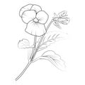 Pansy flower line drawings, hand-painted pansy wall art, pale blue pansy botanical wall art, simple pansy drawing,