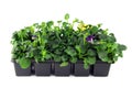 Pansy flower seedlings in a tray box on isolated background Royalty Free Stock Photo