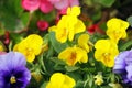 Pansy flower in a spring garden