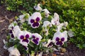 Pansy flower on a spring morning in chaukori Uttrakhand