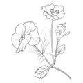 Pansy flower tattoo, black and white vector sketch illustration of floral ornament bouquet of violet, vintage pansy