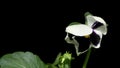 Pansy Flower Time-Lapse