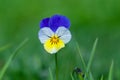 Pansy flower Viola tricolor on green grass background Royalty Free Stock Photo