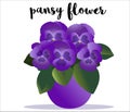 Pansy flower violet house plant in the pot with a name. text `pansy flower`. Potted plant, decorative element for interior, room,