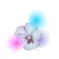 Pansy flower and watercolor spots on white background. Design element