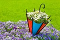 Pansy flowerbed with decorative umbrella