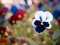 Pansy Flowerhead Royalty Free Stock Photo