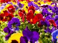 Pansy flowers Royalty Free Stock Photo