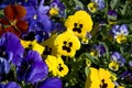 Pansy flowers