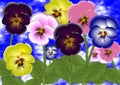 Pansy flowers