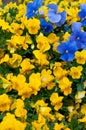 Pansy flowers