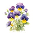 pansy flowers bouquet isolated on white background. beautiful watercolour style illustration