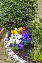 Marguerite daisies and blue flowers bloom next to the ivy in a flowerpot outdoors Royalty Free Stock Photo