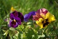 Pansy flowers are bright yellow, blue and red spring colors against a lush green background. Royalty Free Stock Photo