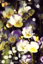 Pansy flowers