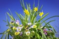 pansy flowers daffodils blue sky Royalty Free Stock Photo