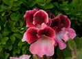 Pansy flowers, different colors, hybrid viola or hear seas
