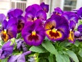 Pansy flowers in the garden full bloom. Violet pansy flowers