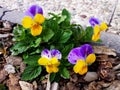 Pansy Flowers Heartsease Viola tricolor in the garden Royalty Free Stock Photo