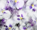 Pansy Flowers in Ice