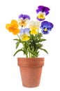 Pansy flowers mix