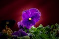 Pansy Flowers Royalty Free Stock Photo