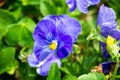 Pansy Flowers Royalty Free Stock Photo