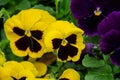 Pansy Flowers Royalty Free Stock Photo